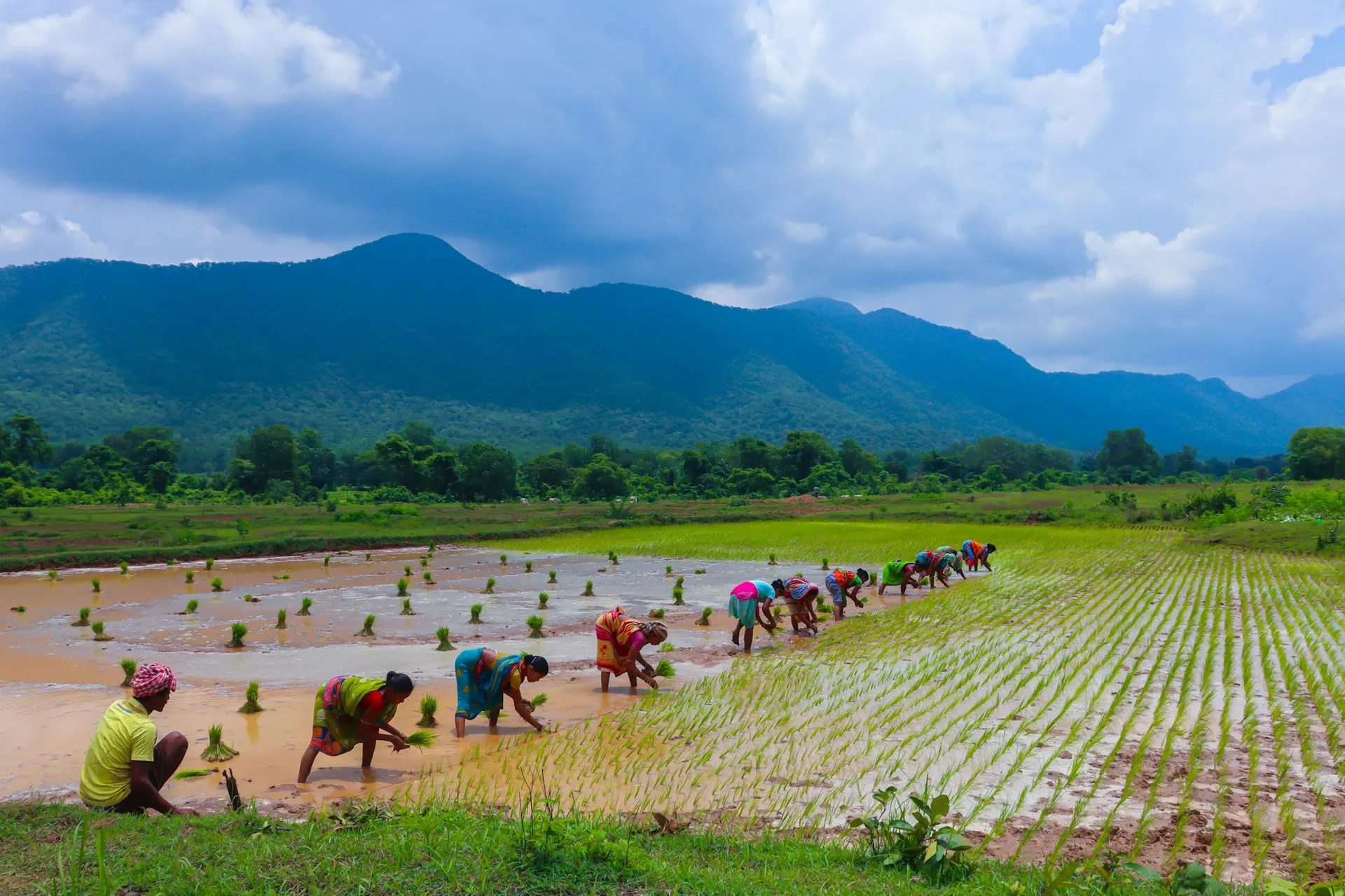 Farmers planting together in a paddy field as part of a collective engagement
