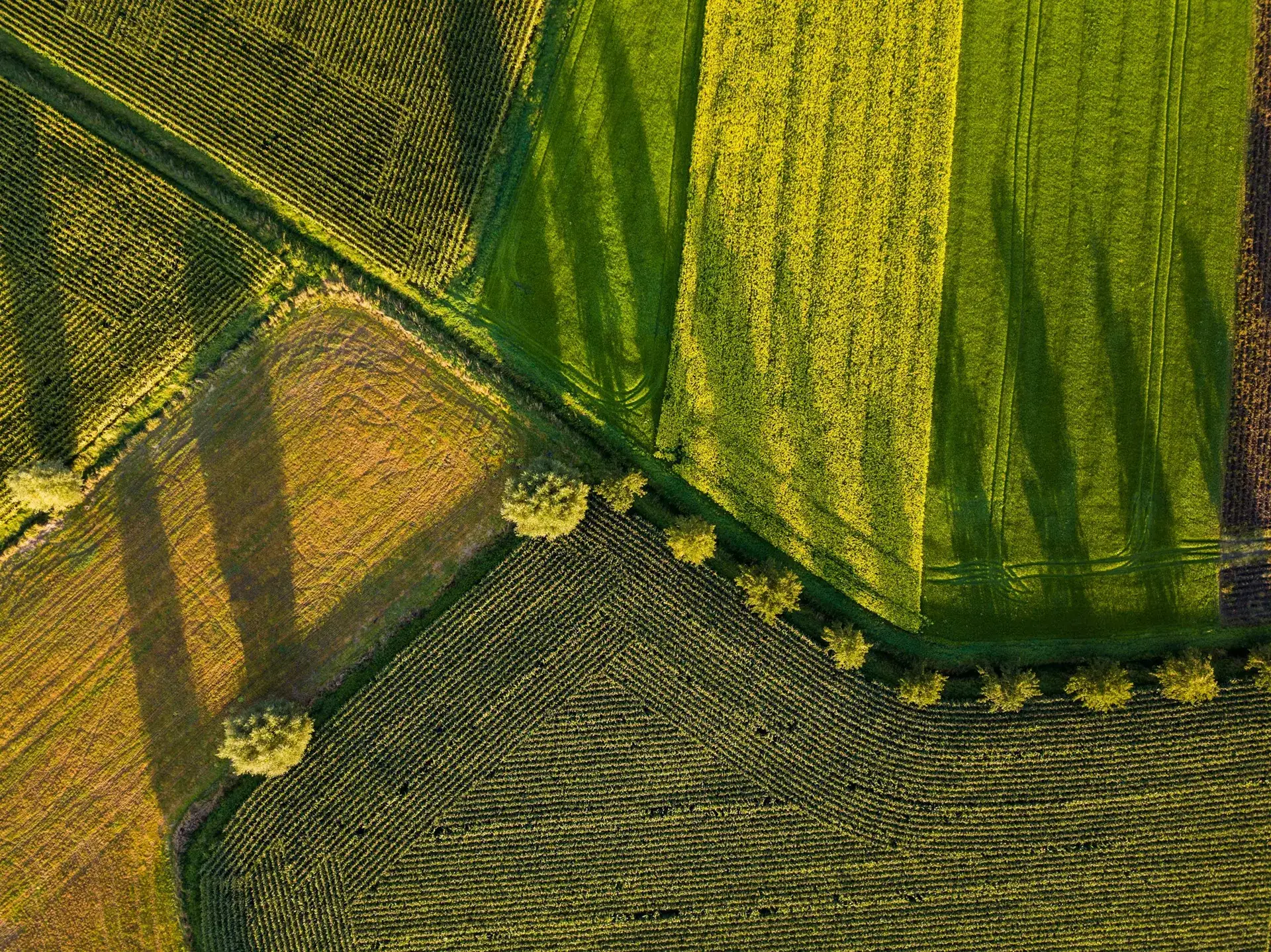 Aerial view of patchwork farmland at golden hour
