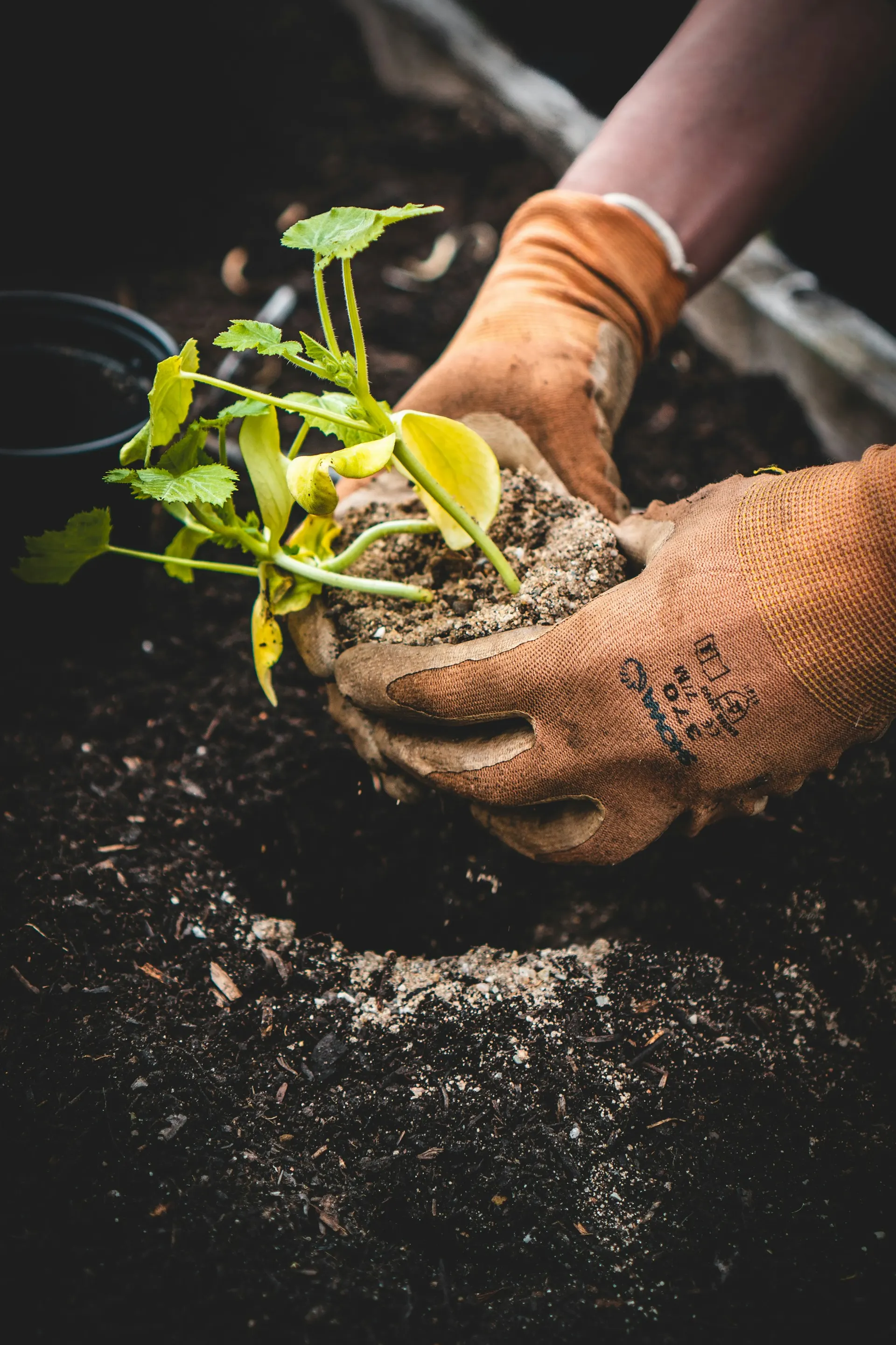 Hands planting a seedling in dark, healthy soil