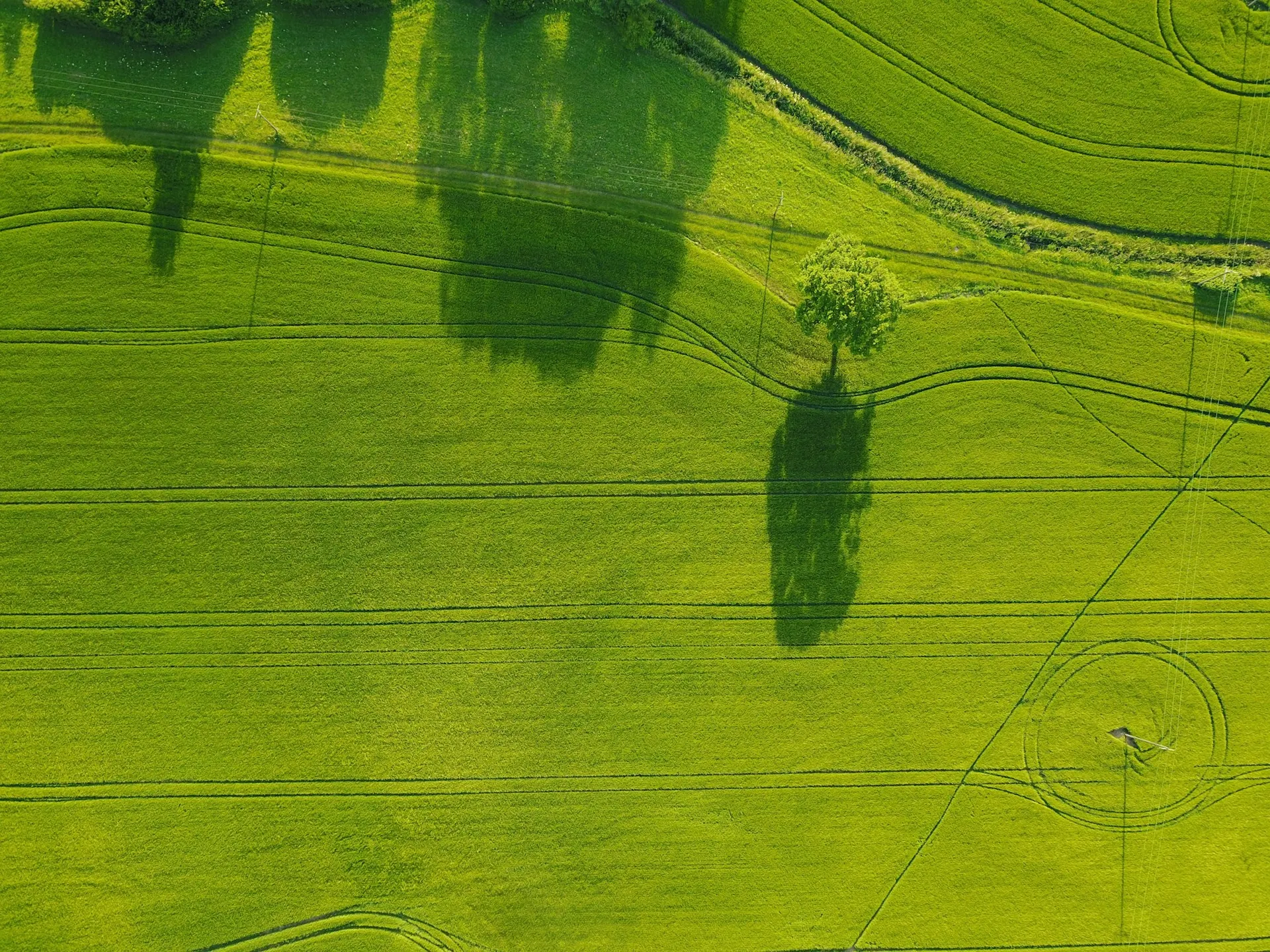 Abstract aerial view of green farmland with a single tree casting a long shadow